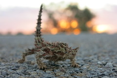 Moloch horridus