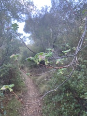 Ribes malvaceum viridifolium