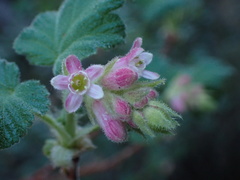 Ribes malvaceum viridifolium