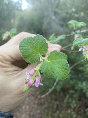 Ribes malvaceum viridifolium