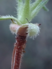 Ribes malvaceum viridifolium