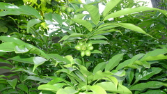 Artabotrys hexapetalus