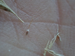 Gastridium phleoides