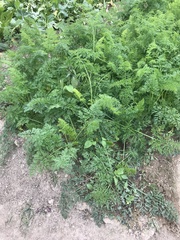 Daucus carota sativus