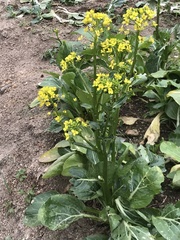 Brassica chinensis
