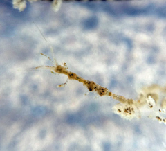 Caprella penantis