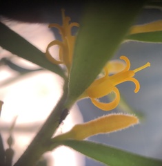 Persoonia mollis ledifolia