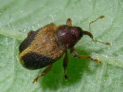 Lignyodes enucleator