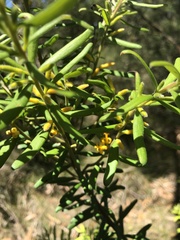 Persoonia mollis ledifolia