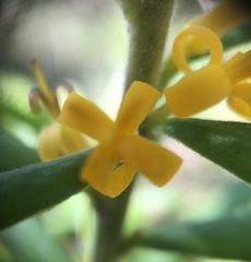 Persoonia mollis ledifolia