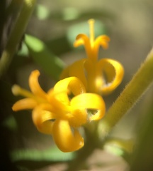 Persoonia mollis ledifolia