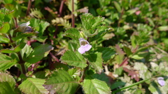 Hygrophila difformis