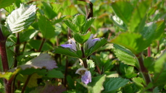 Hygrophila difformis