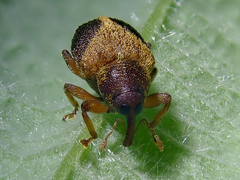 Lignyodes enucleator
