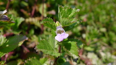 Hygrophila difformis