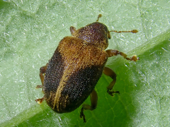 Lignyodes enucleator