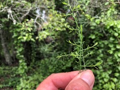 Maireana microphylla