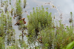 Myriophyllum robustum
