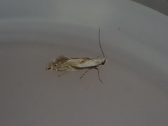 Mnesarchella