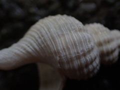Glaphyrina caudata