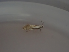 Mnesarchella