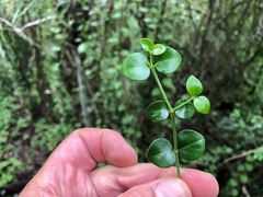 Psydrax odorata buxifolia