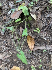 Aristolochia meridionalis