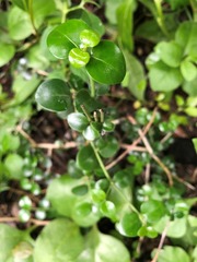 Psydrax odorata buxifolia