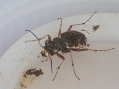 Neocicindela garnerae