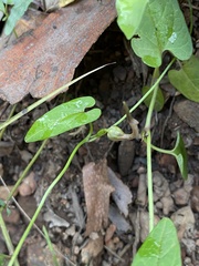 Aristolochia meridionalis