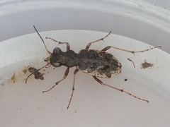 Neocicindela garnerae