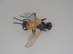 Huttonobesseria verecunda