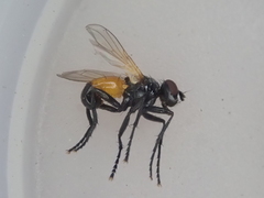 Huttonobesseria verecunda