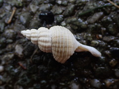 Glaphyrina caudata