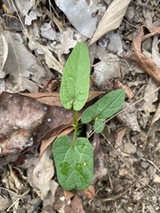 Aristolochia meridionalis