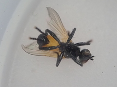 Huttonobesseria verecunda