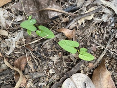 Aristolochia meridionalis