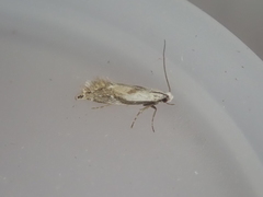 Mnesarchella