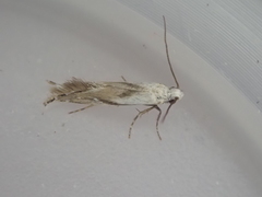 Mnesarchella