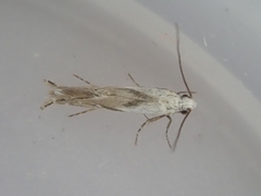 Mnesarchella