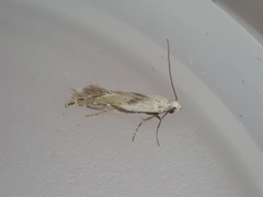 Mnesarchella