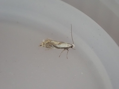 Mnesarchella