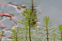 Myriophyllum robustum