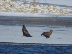 Haliaeetus albicilla