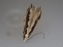 Erechthias fulguritella