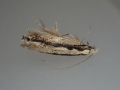 Erechthias fulguritella