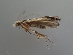 Erechthias fulguritella