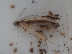 Erechthias fulguritella