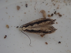 Erechthias fulguritella