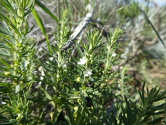 Teucrium africanum